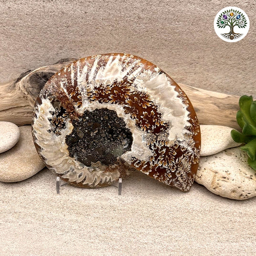 Ammonite sciée et polie Madagascar 11-13cm (K) - photo 2