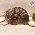 Ammonite sciée et polie Madagascar 11-13cm (O)
