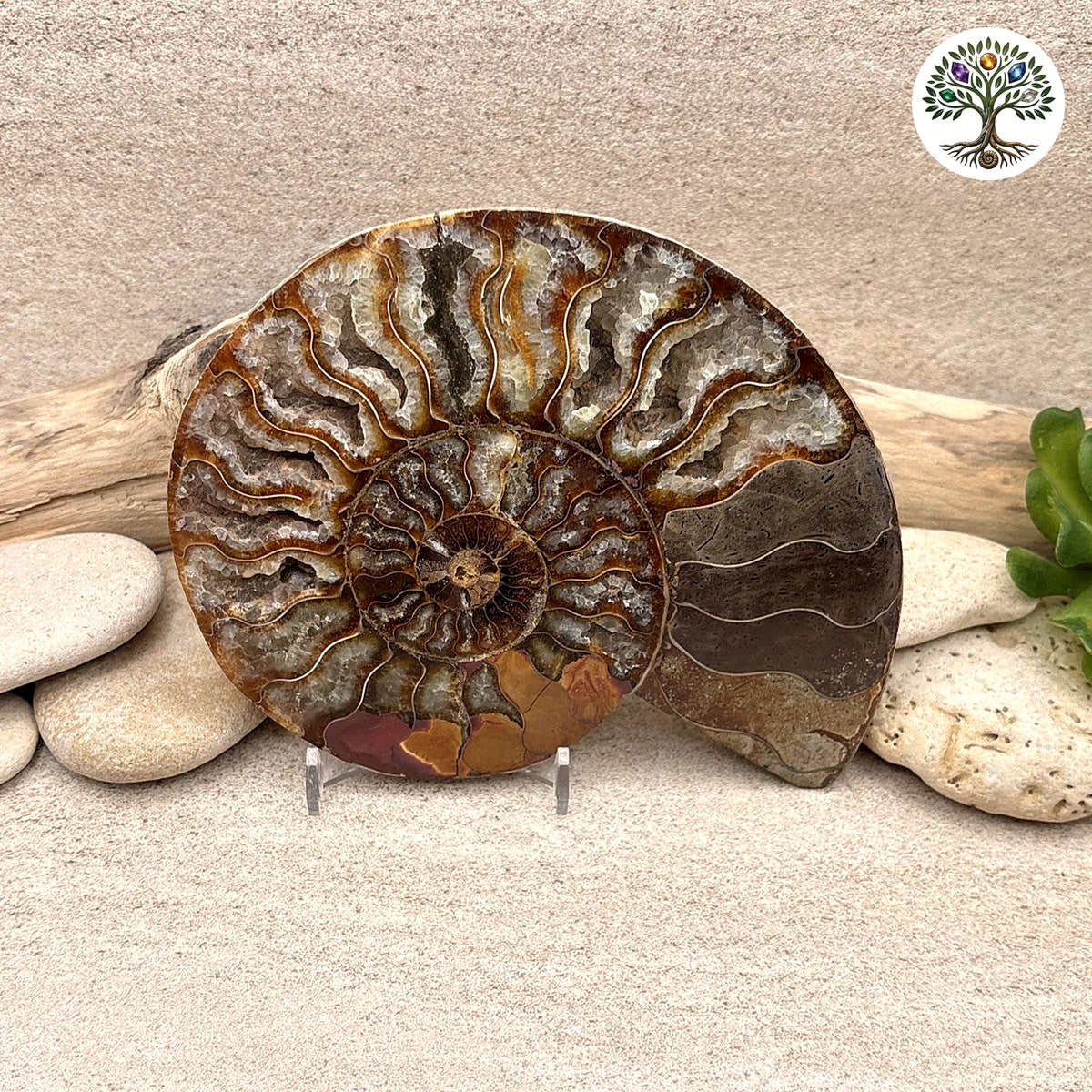 Ammonite sciée et polie Madagascar 11-13cm (O)