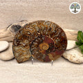 Ammonite sciée et polie Madagascar 11-13cm (M)