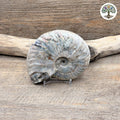 Fossile ammonite nacrée semi-polie Madagascar 11-13cm