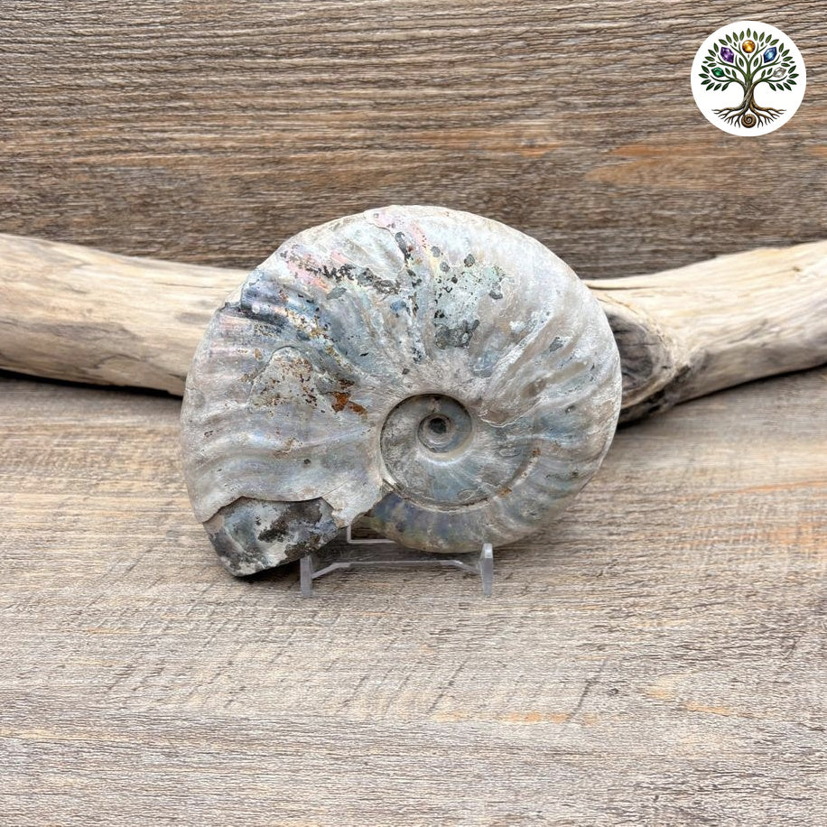Fossile ammonite nacrée semi-polie Madagascar 11-13cm