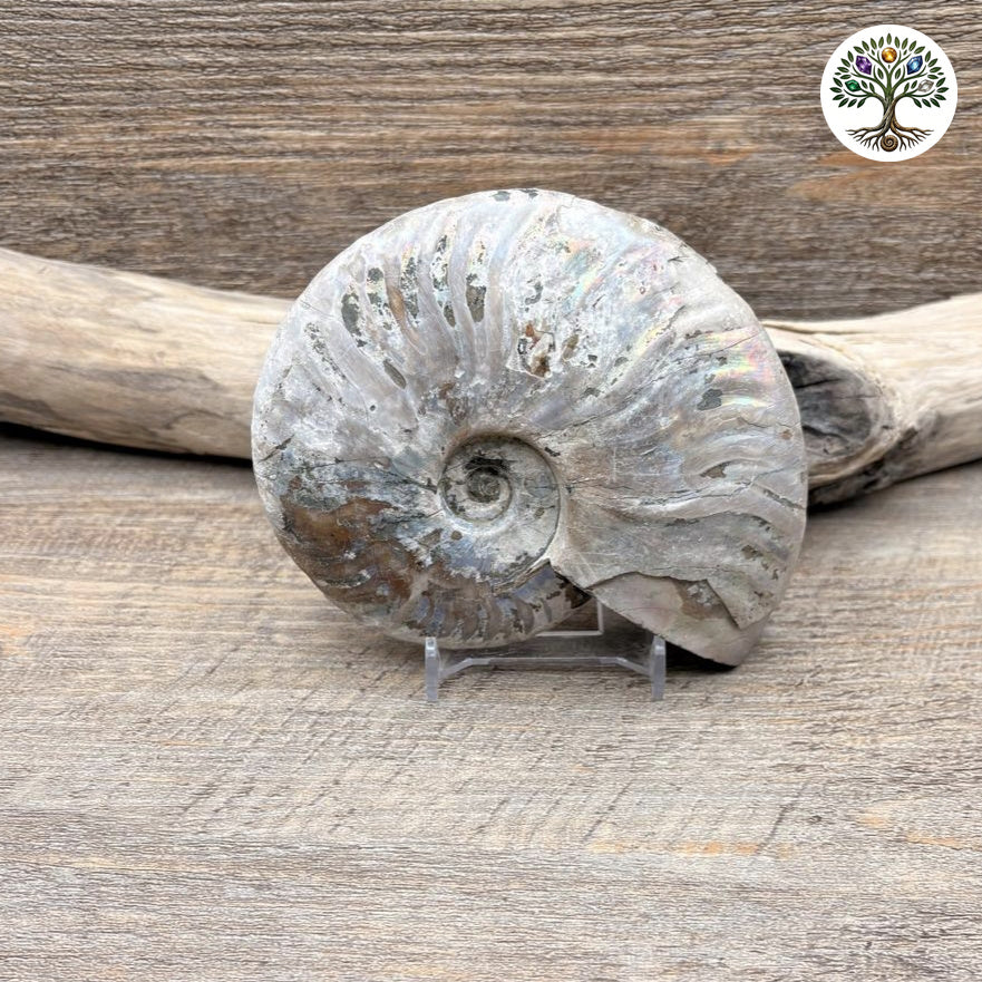 Fossile ammonite nacrée semi-polie Madagascar 11-13cm - photo 2