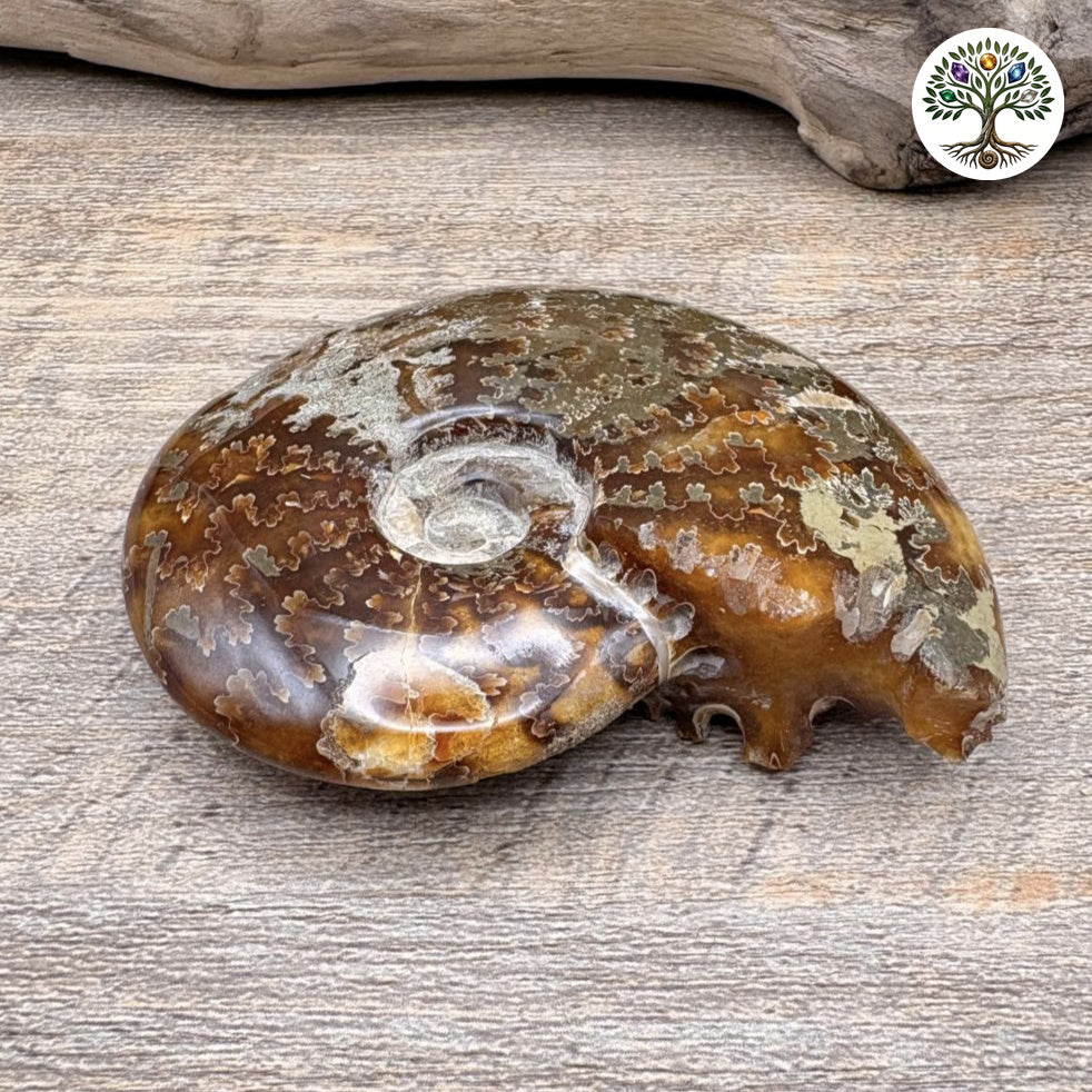 Fossile ammonite fougère entière polie Madagascar 8-9cm - photo 3