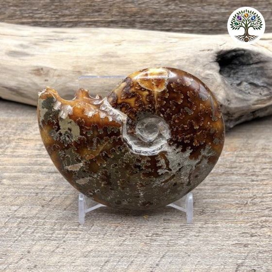 Fossile ammonite fougère entière polie Madagascar 8-9cm