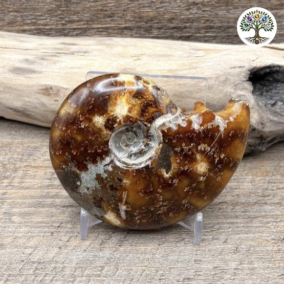 Fossile ammonite fougère entière polie Madagascar 8-9cm - photo 2