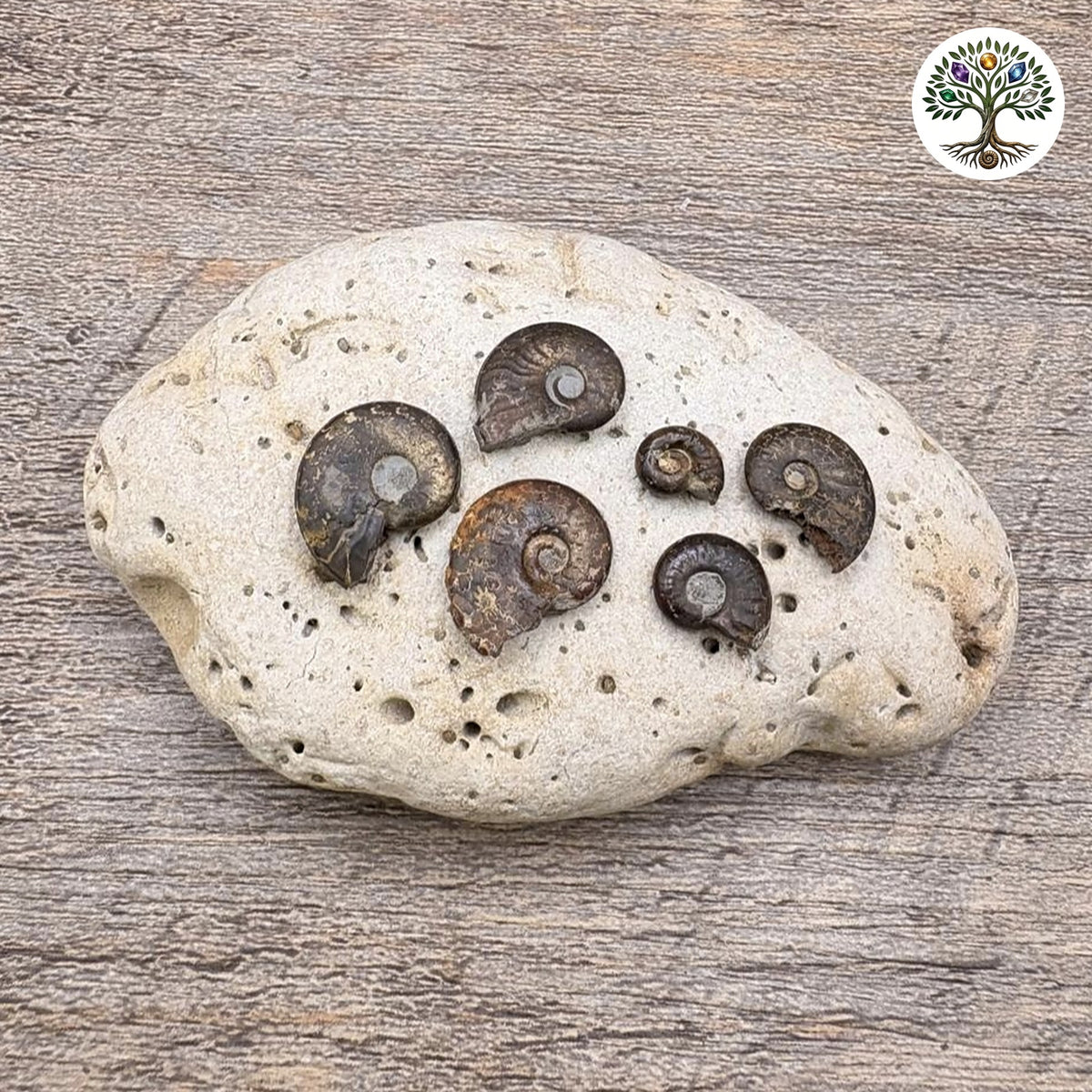 Mini ammonite pyriteuse de l'Aube avec sa boîte de présentation