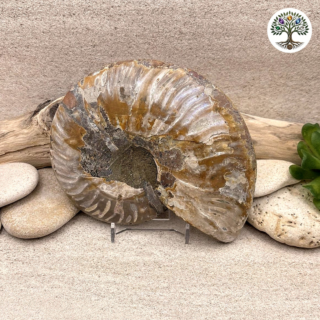Ammonite sciée et polie Madagascar 11-13cm (R) - photo 2