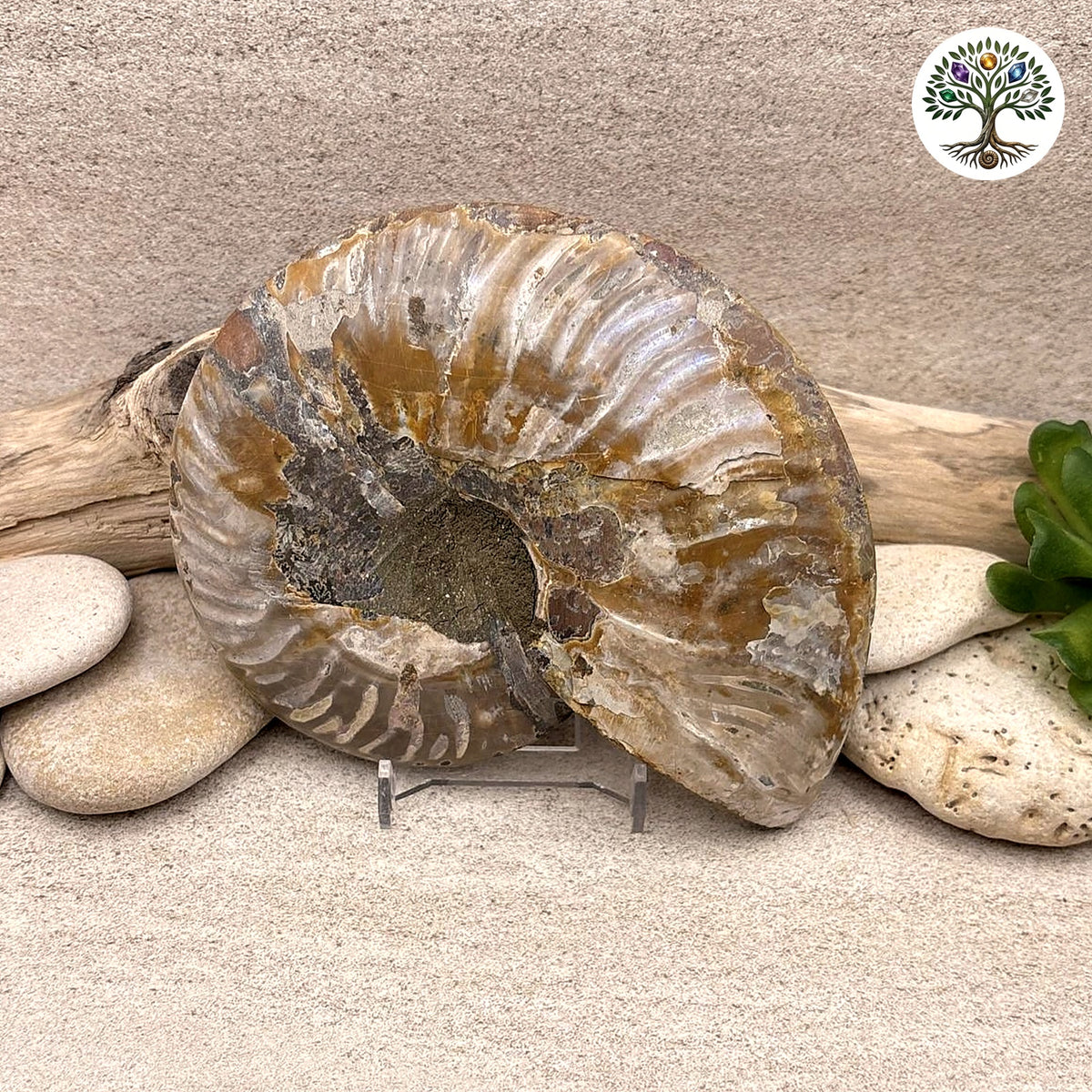 Ammonite sciée et polie Madagascar 11-13cm (R) - photo 2