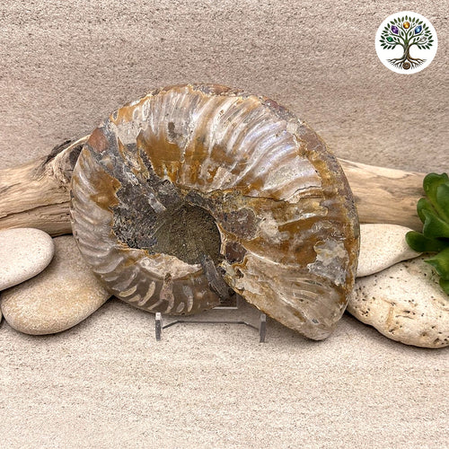 Ammonite sciée et polie Madagascar 11-13cm (R) - photo 2