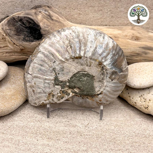 Fossile ammonite sciée et polie Madagascar 9-10cm (Z) - photo 2