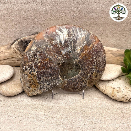 Ammonite sciée et polie Madagascar 11-13cm (J) - photo 2