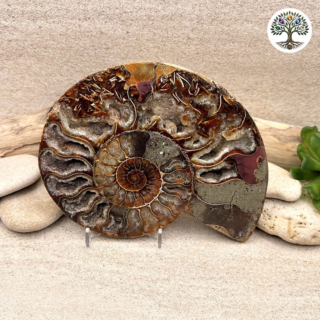 Ammonite sciée et polie Madagascar 12.5-14.5cm (F)