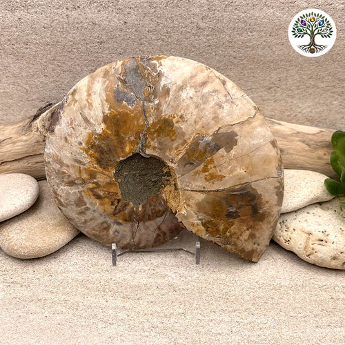 Ammonite sciée et polie Madagascar 11-13cm (P) - photo 2