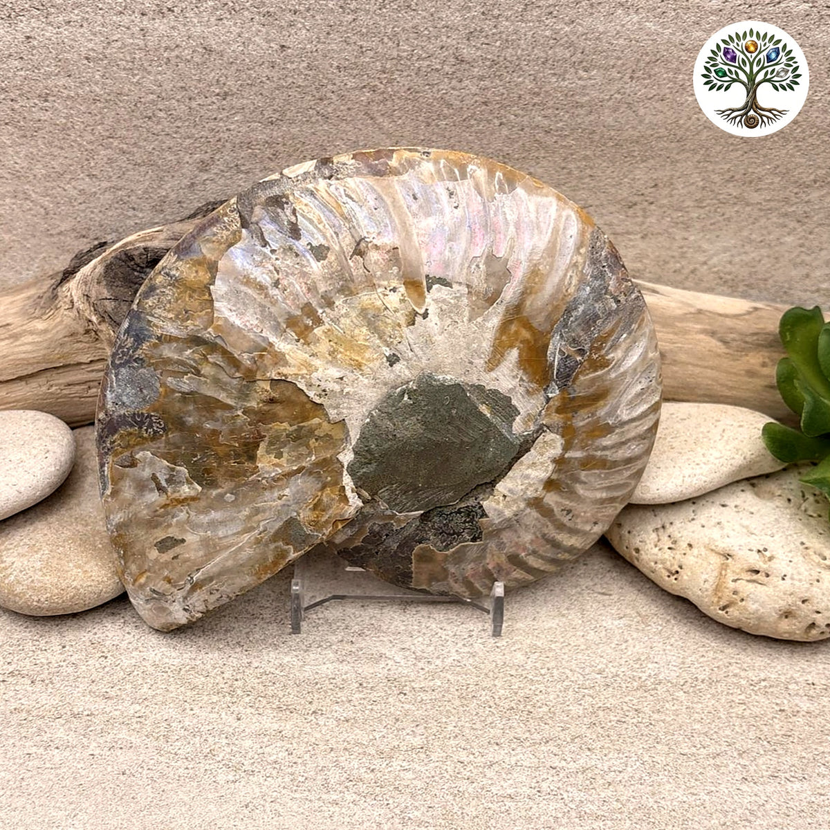 Ammonite sciée et polie Madagascar 11-13 (Q) - photo 2