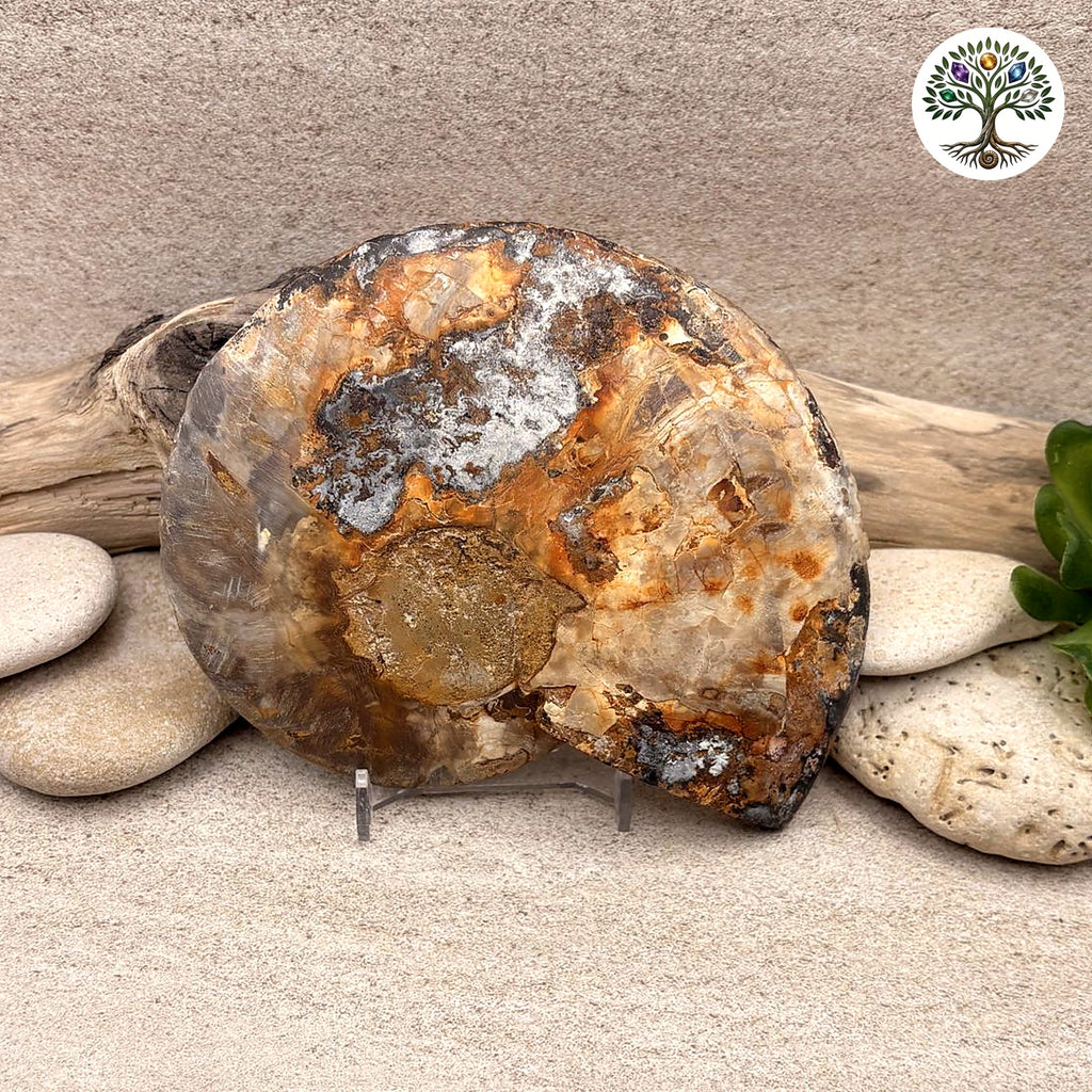 Ammonite sciée et polie Madagascar 11-13cm (M) - photo 2