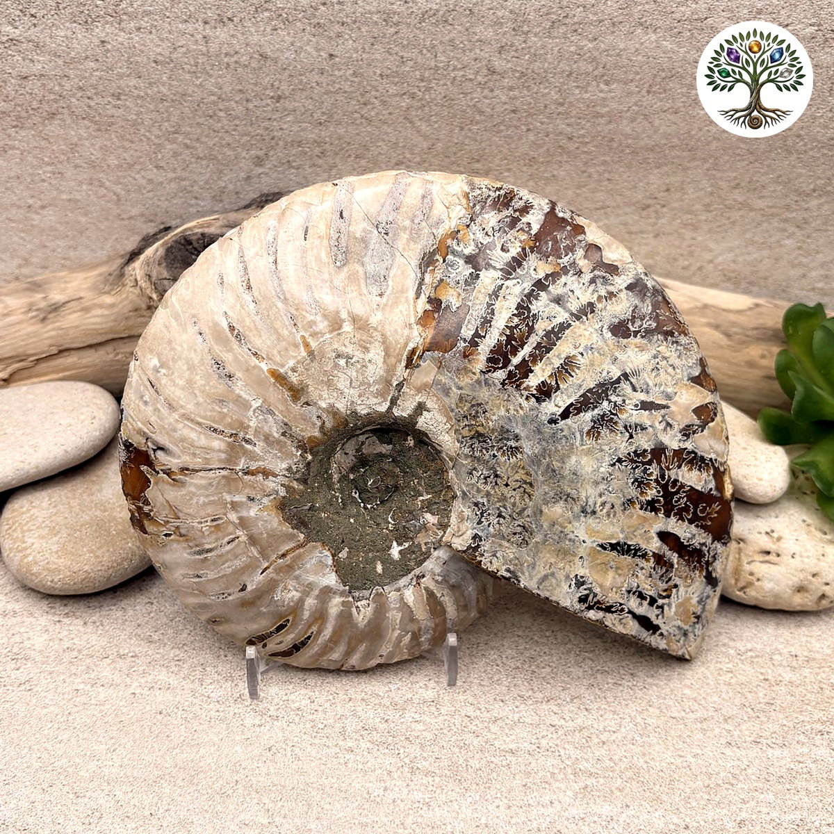 Ammonite sciée et polie Madagascar 12.5-15.3cm (D) - photo 2