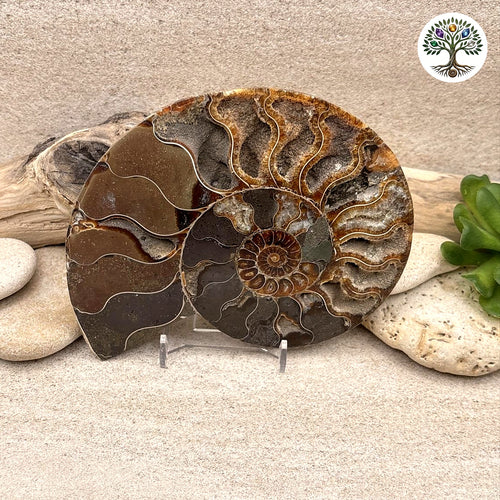 Ammonite sciée et polie Madagascar 11-13cm (R)