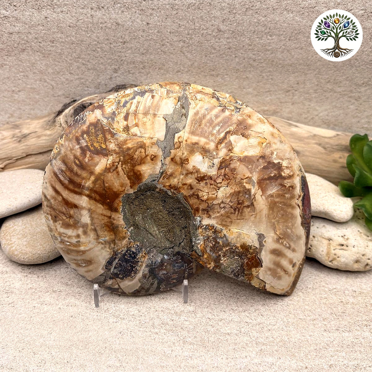 Ammonite sciée et polie Madagascar 12-14.5cm (C) - photo 2