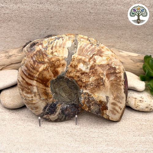 Ammonite sciée et polie Madagascar 12-14.5cm (C) - photo 2