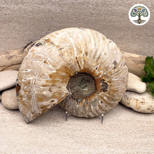 Ammonite sciée et polie Madagascar 12.5-15.5cm (E) - photo 2