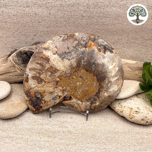 Ammonite sciée et polie Madagascar 11-13cm (N) - photo 2