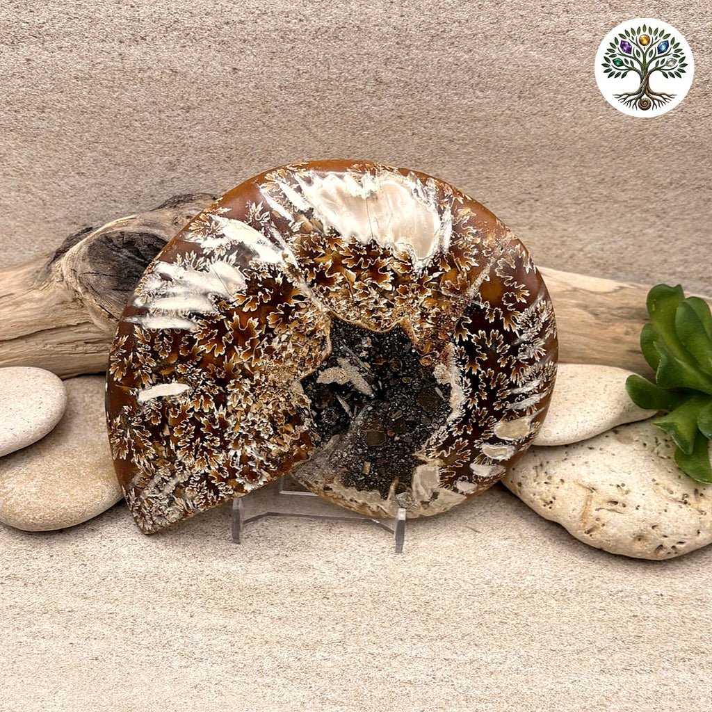 Ammonite sciée et polie Madagascar 11-13cm (L) - photo 2