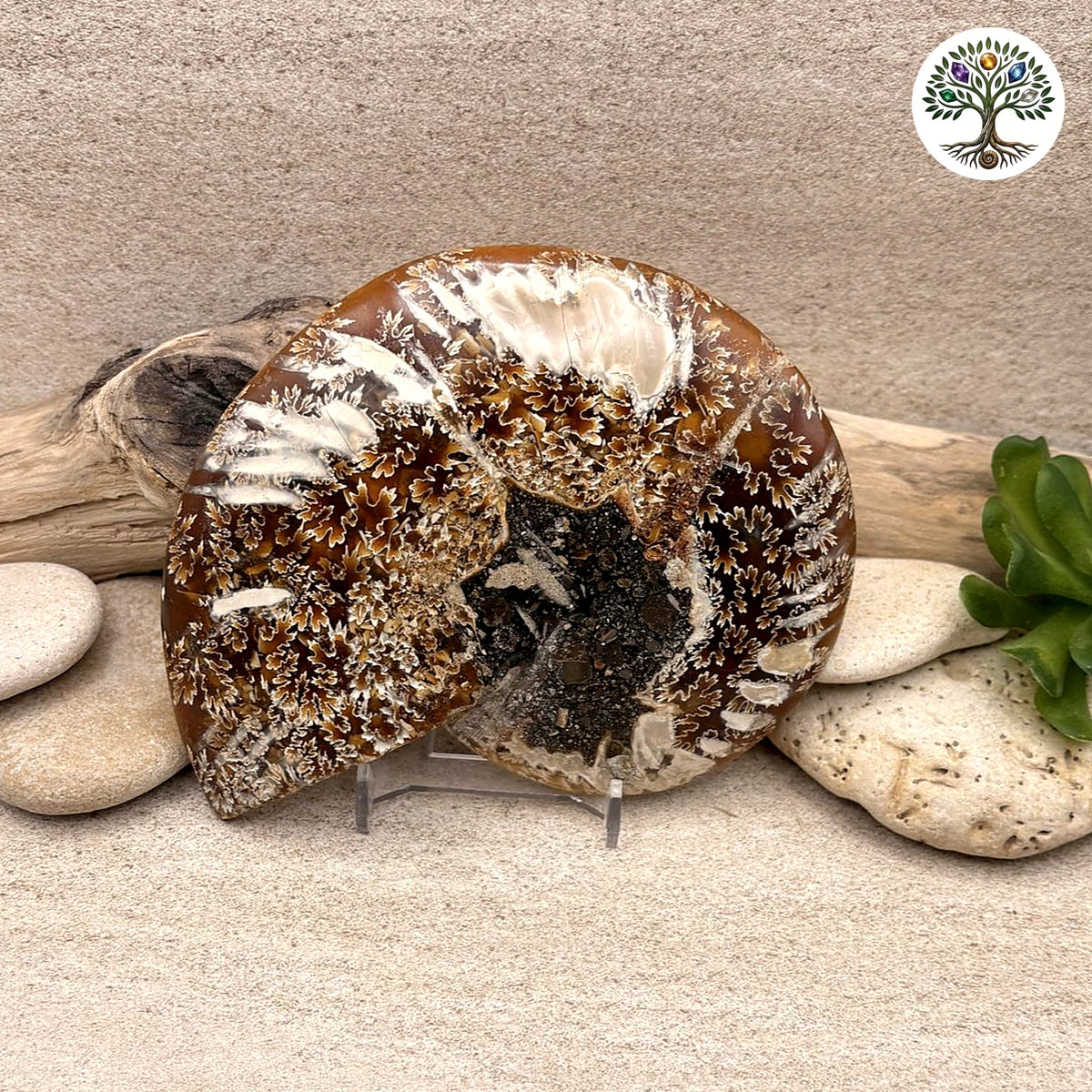 Ammonite sciée et polie Madagascar 11-13cm (L) - photo 2