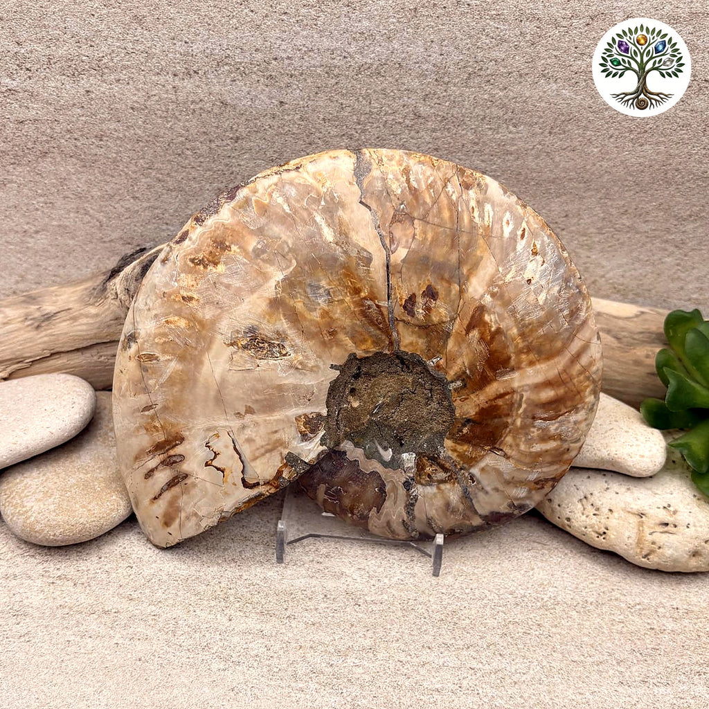 Ammonite sciée et polie Madagascar 12.5-14.5cm (F) - photo 2