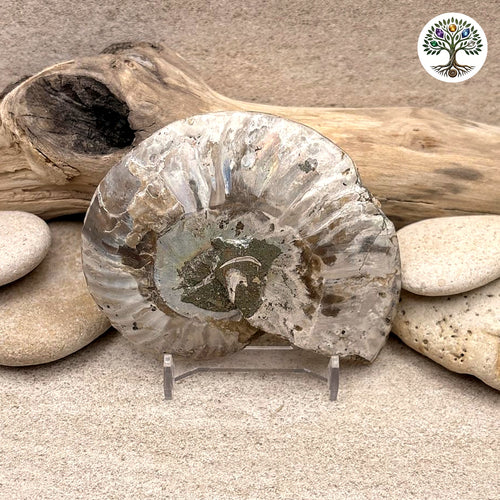 Fossile Ammonite sciée et polie Madagascar 9-10cm (Y) - photo 2