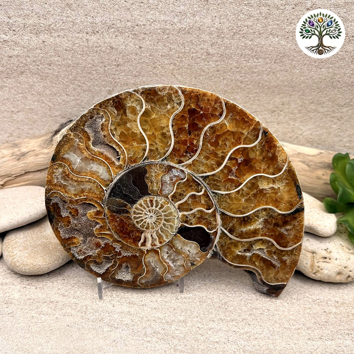 Ammonite sciée et polie Madagascar 13-15cm (B)