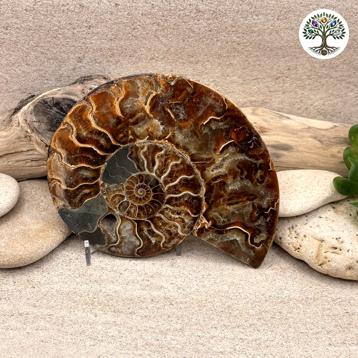 Ammonite sciée et polie Madagascar 10-12cm (S)