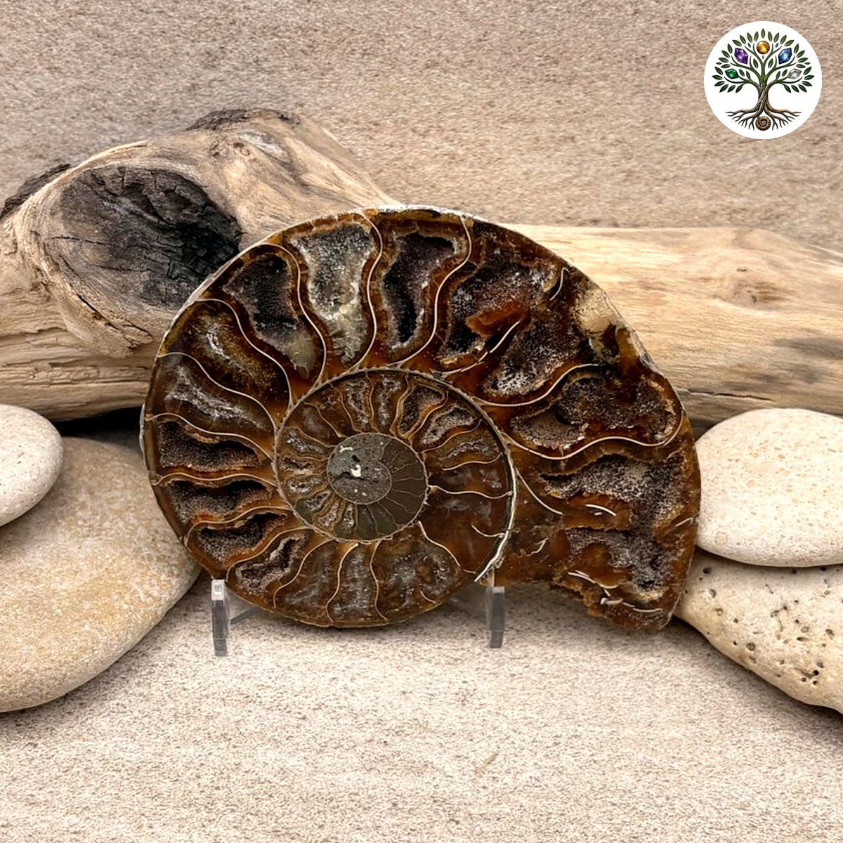 Fossile ammonite sciée et polie Madagascar 9-10cm (Z)
