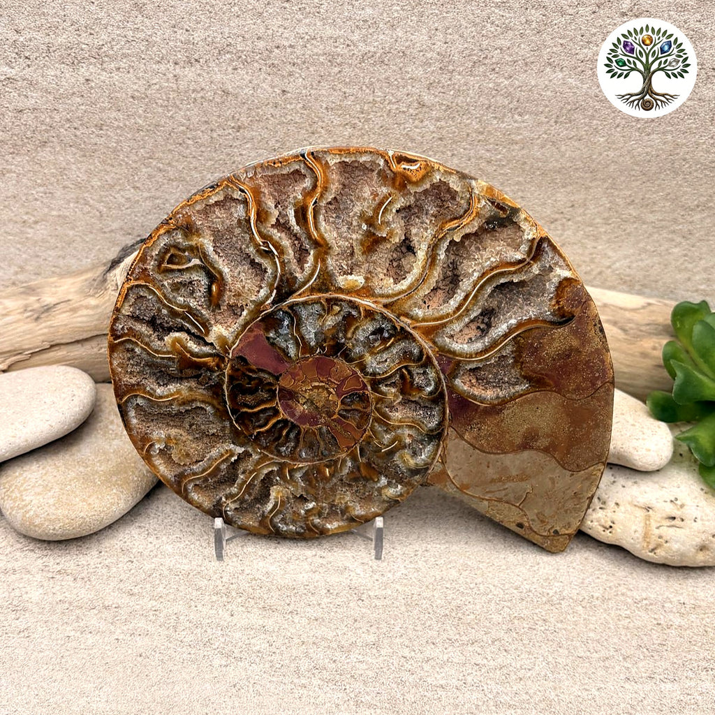 Ammonite sciée et polie Madagascar 12.5-15cm (G)