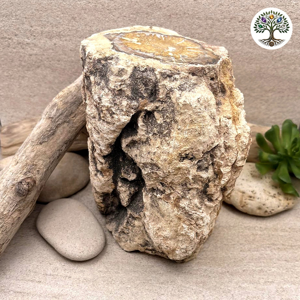 Fossile morceau de bois de Madagascar 2kg080