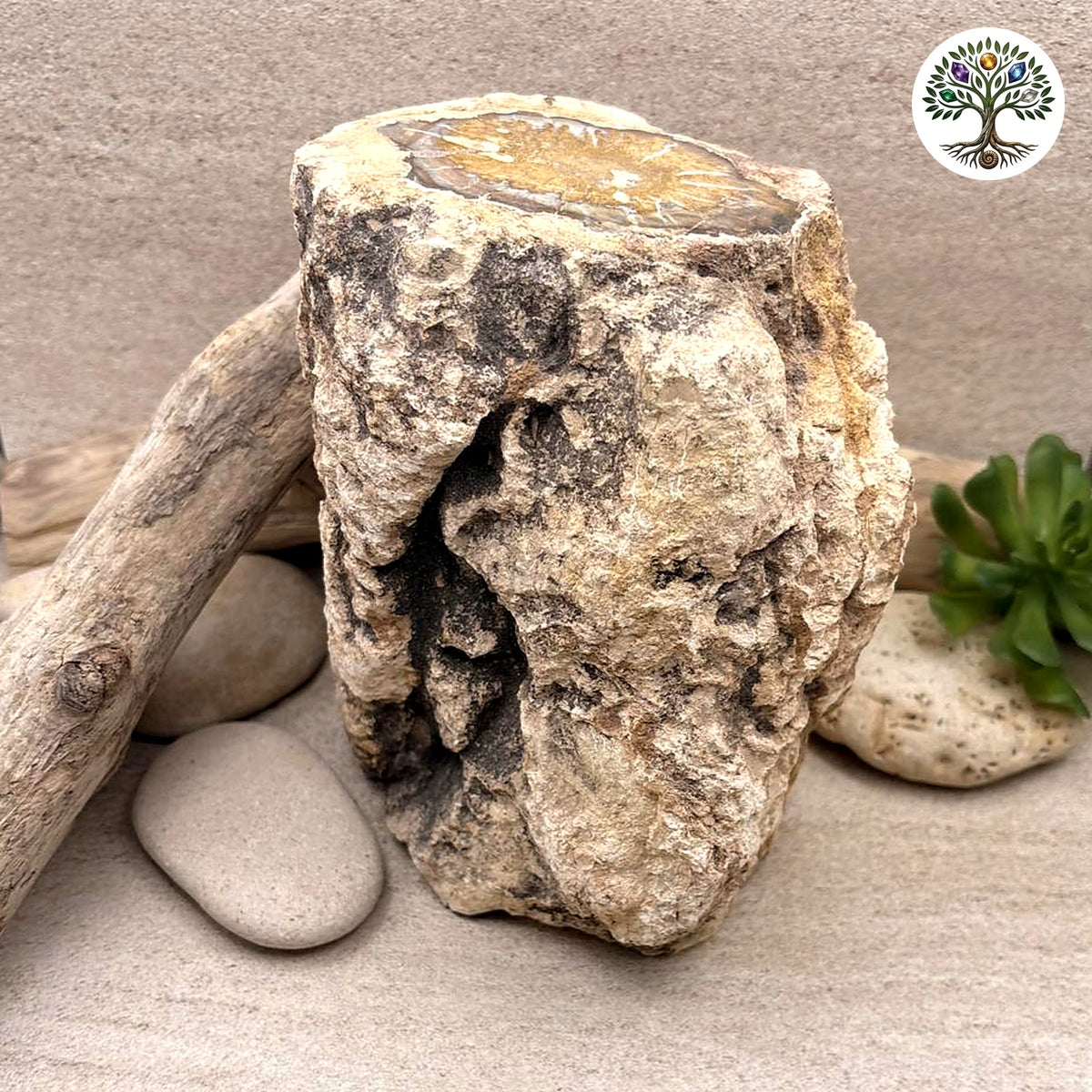 Fossile morceau de bois de Madagascar 2kg080