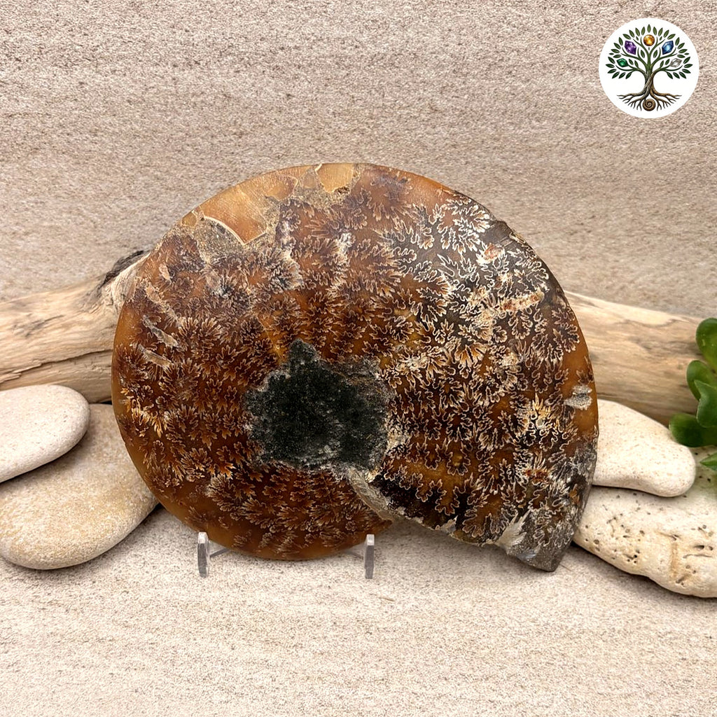 Ammonite sciée et polie Madagascar 11.5-14cm (H) - photo 2