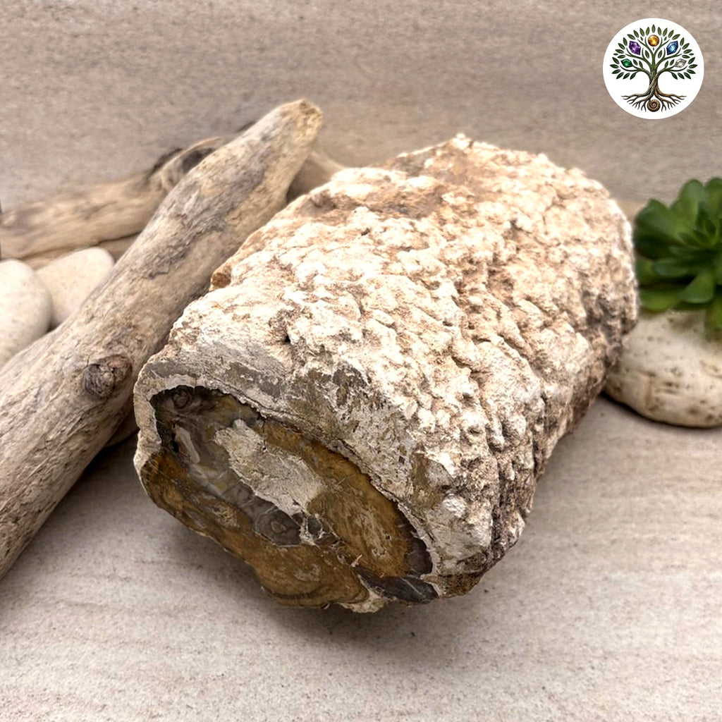 Fossile morceau de bois de Madagascar 2kg080 - photo 2