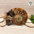 Ammonite sciée et polie Madagascar 11.5-14cm (H)
