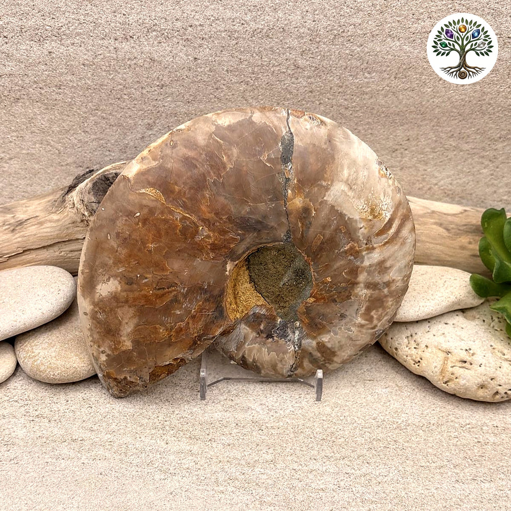 Ammonite sciée et polie Madagascar 11-13cm (O) - photo 2