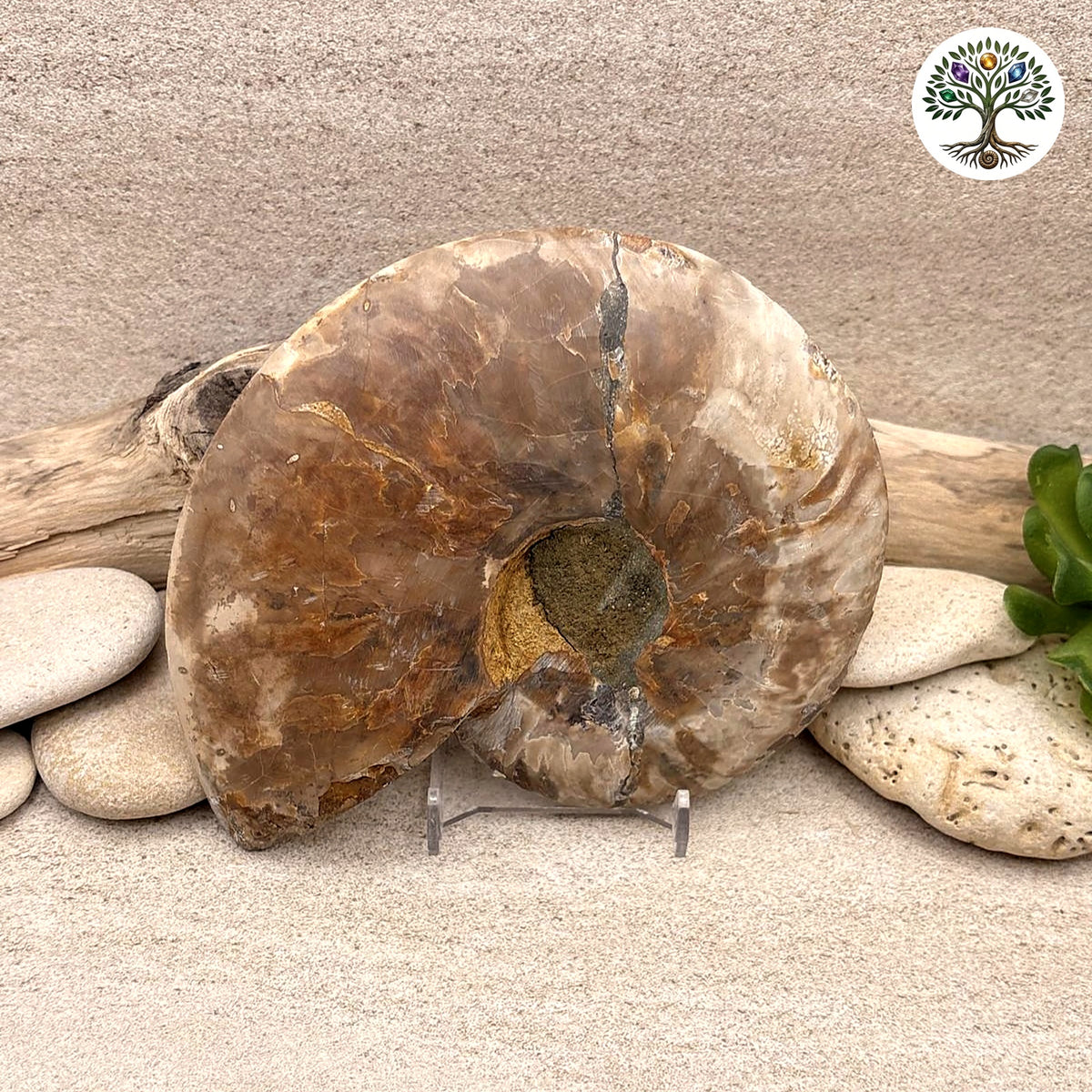 Ammonite sciée et polie Madagascar 11-13cm (O) - photo 2