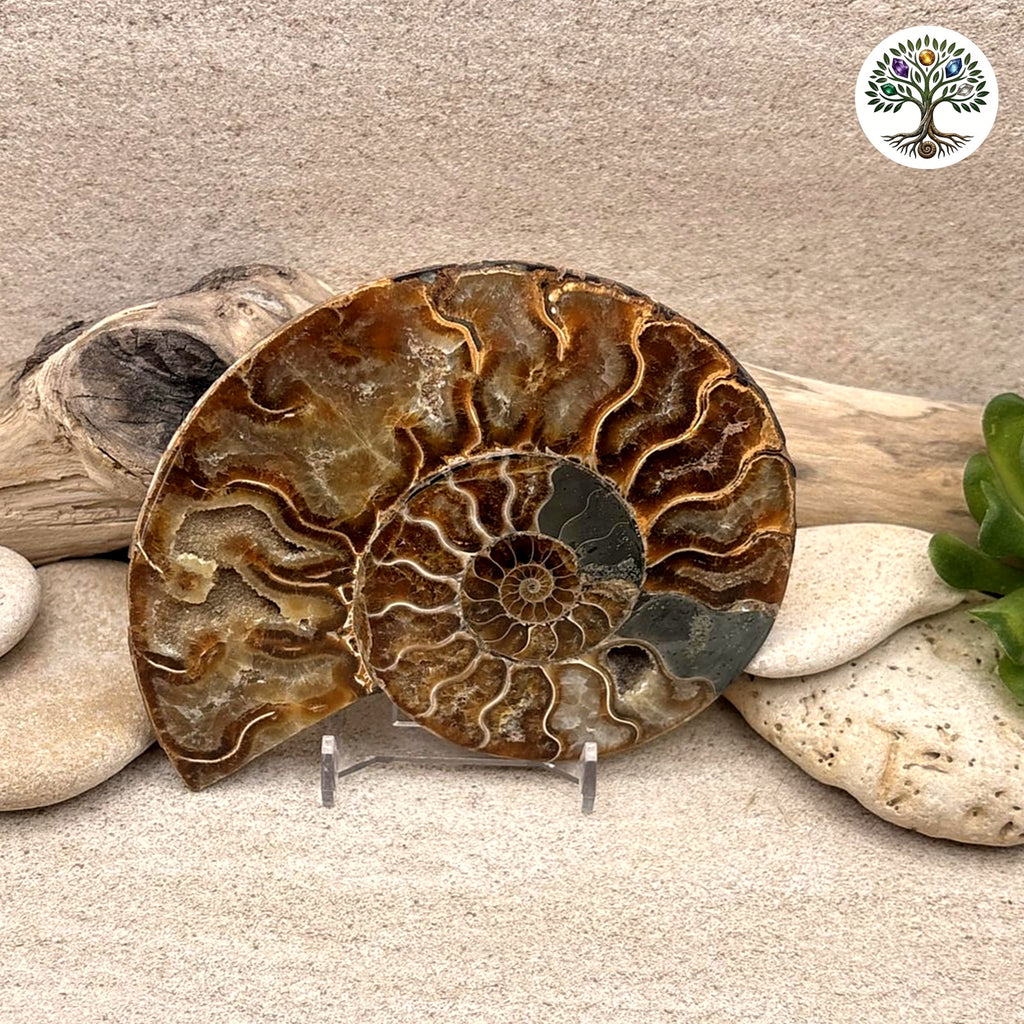Fossile ammonite sciée et polie Madagascar 10-12cm (T)