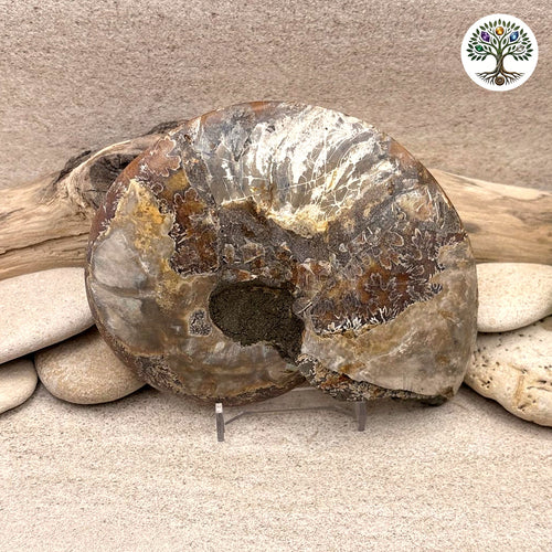 Ammonite sciée et polie Madagascar 11-13cm (I) - photo 2