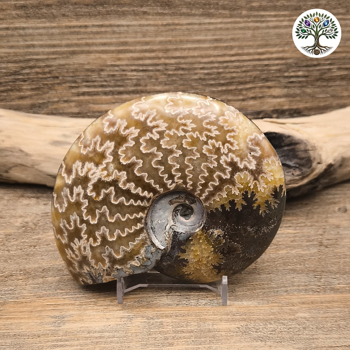 Fossile ammonite fougère polie Madagascar 9-11cm