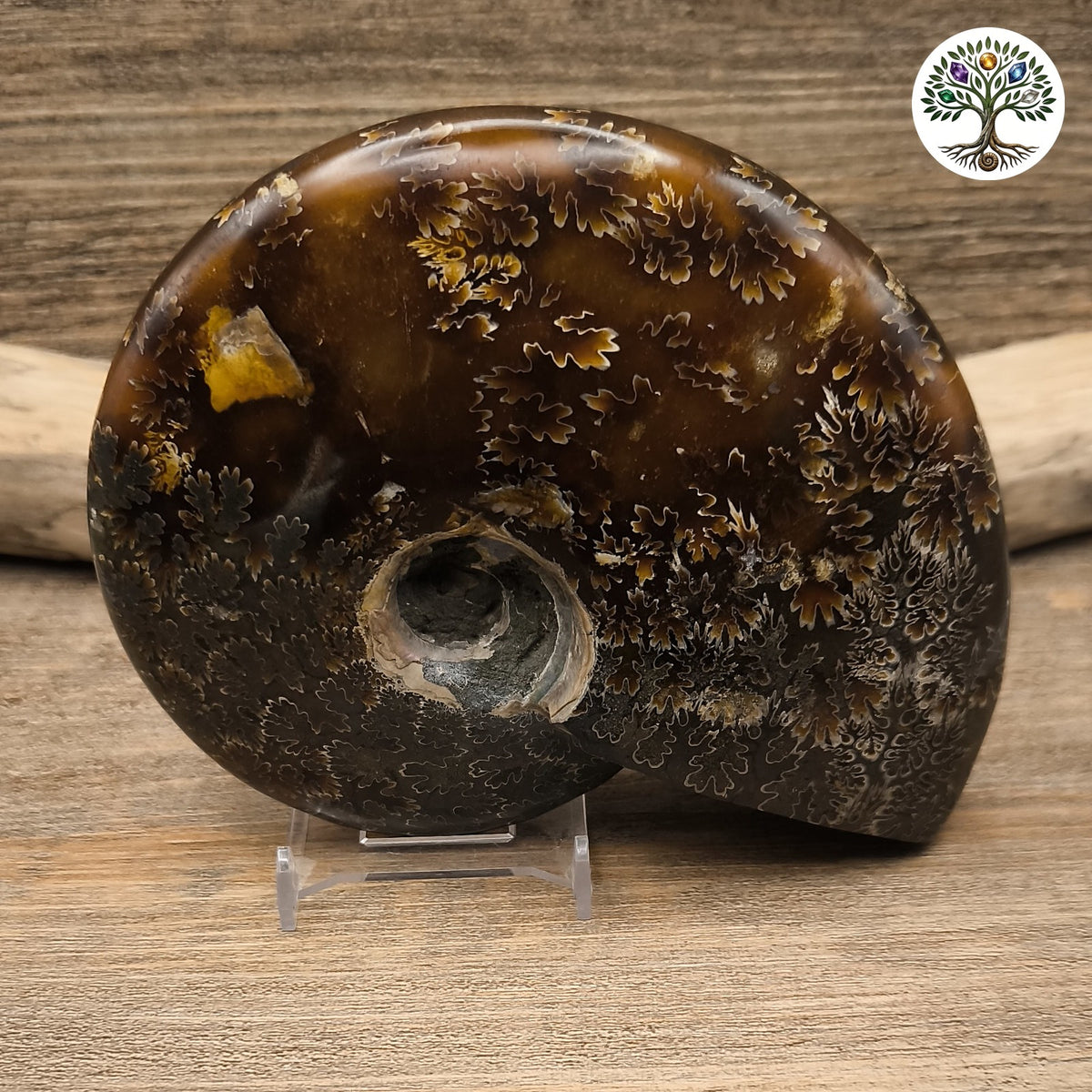 Fossile ammonite fougère polie Madagascar 13-15cm - photo 2