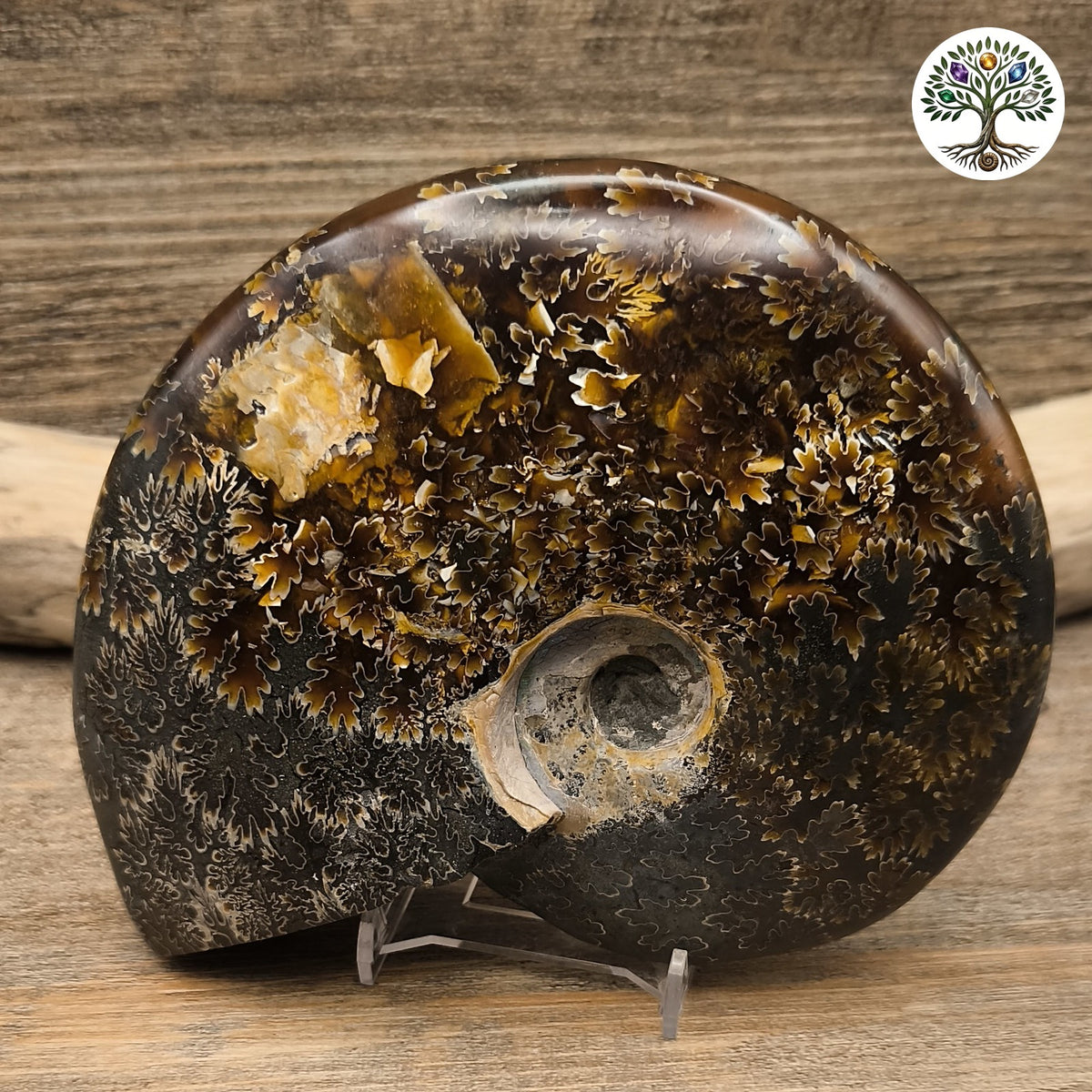 Fossile ammonite fougère polie Madagascar 13-15cm