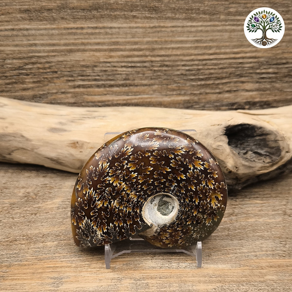 Fossile ammonite fougère polie Madagascar 7-9cm - photo 2