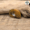 Fossile ammonite fougère polie Madagascar 3-5 cm