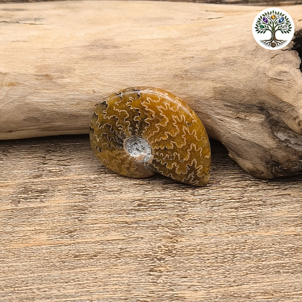 Fossile ammonite fougère polie Madagascar 3-5 cm