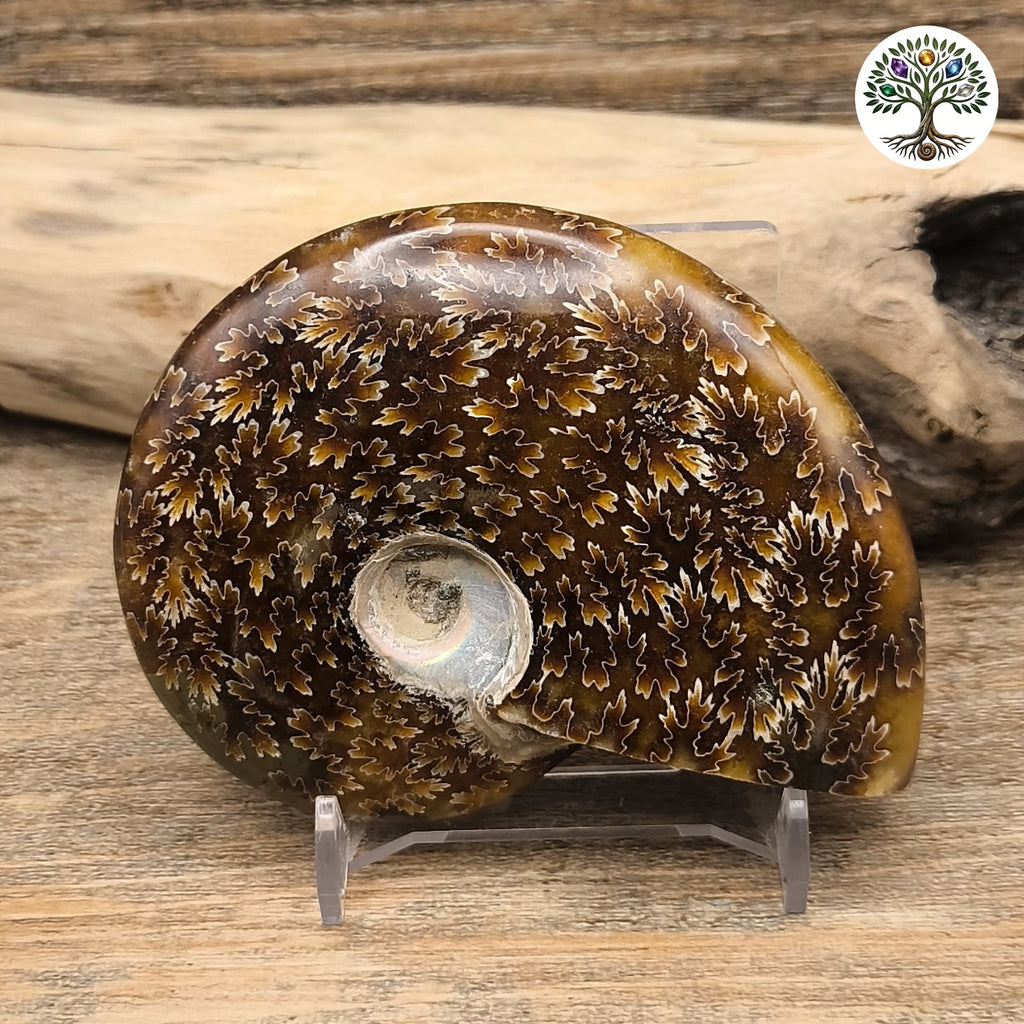 Fossile ammonite fougère polie Madagascar 7-9cm